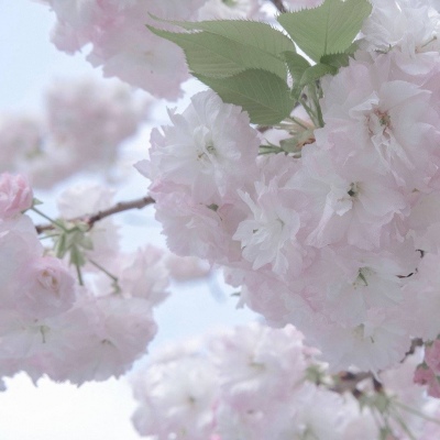 兽设幻想物种设计兽圈群